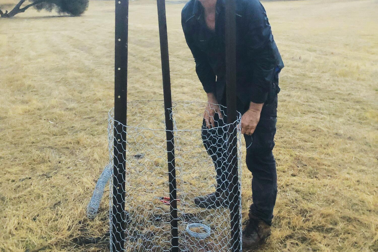 New trees planted - feature photo