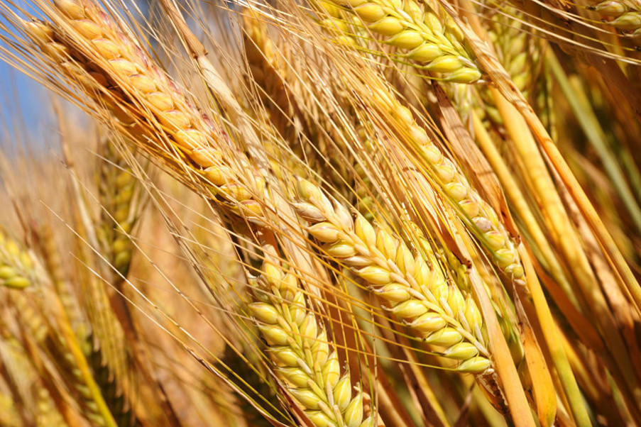 Barley tariff hopes - feature photo