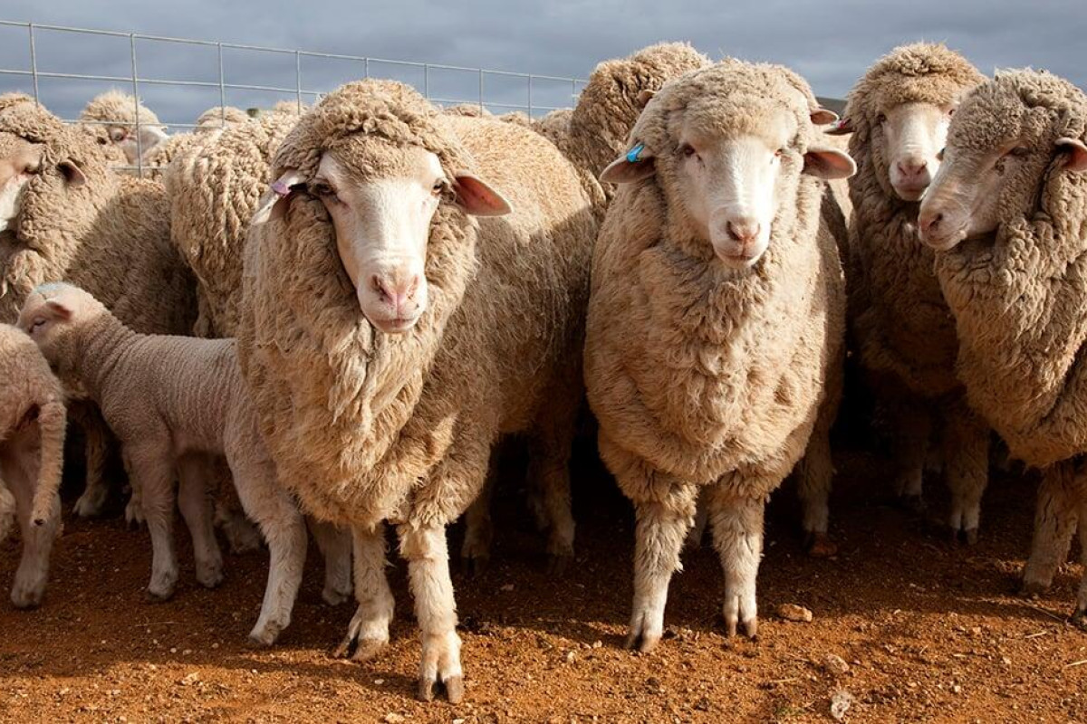Rams in demand at national auction - feature photo