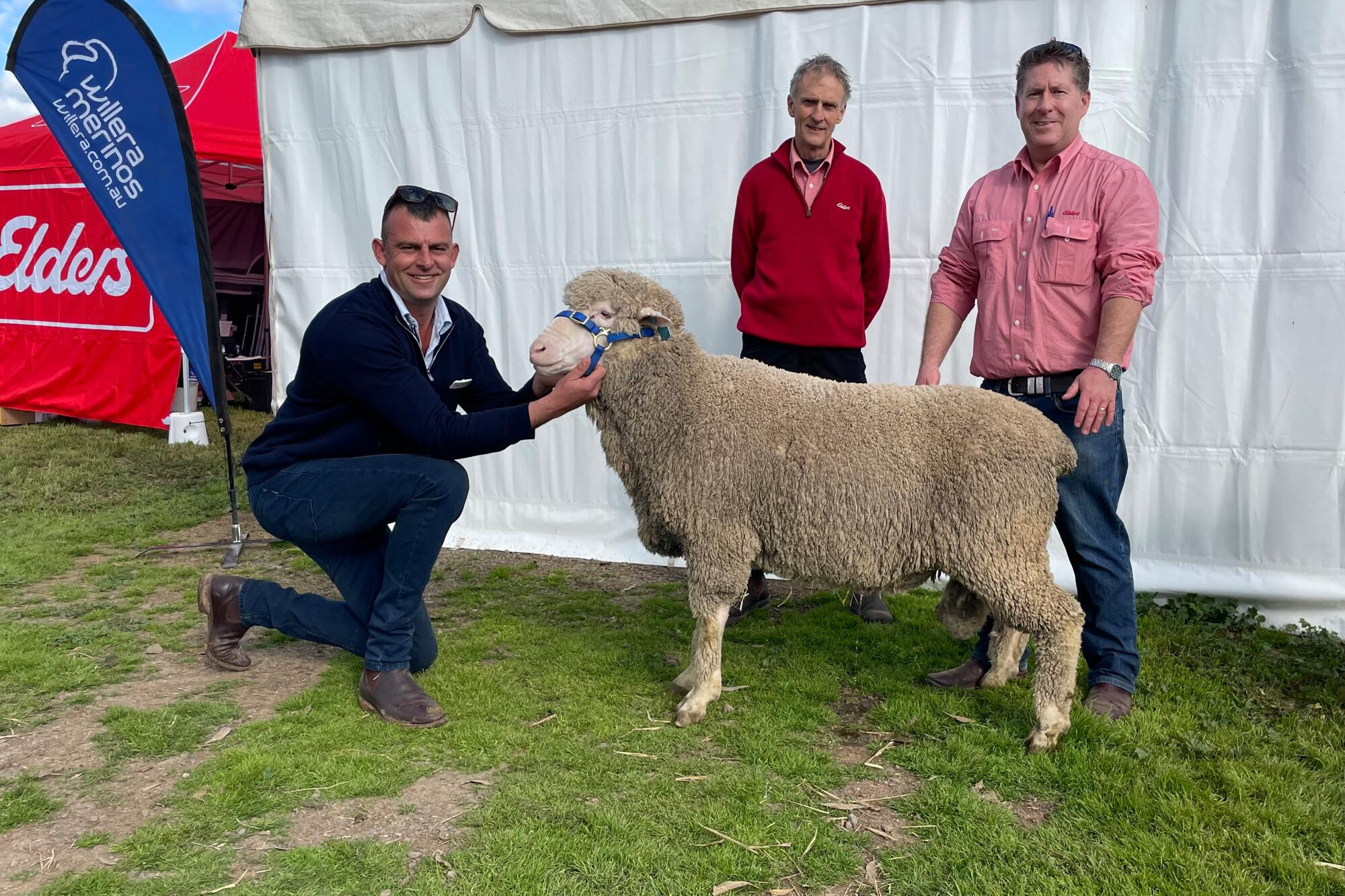 New generation of stylish sheep - feature photo