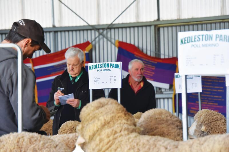 John breeds quick-maturing sheep with high fat, muscle - feature photo