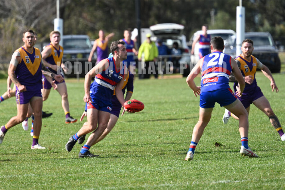 Dogs streets ahead after first break - feature photo