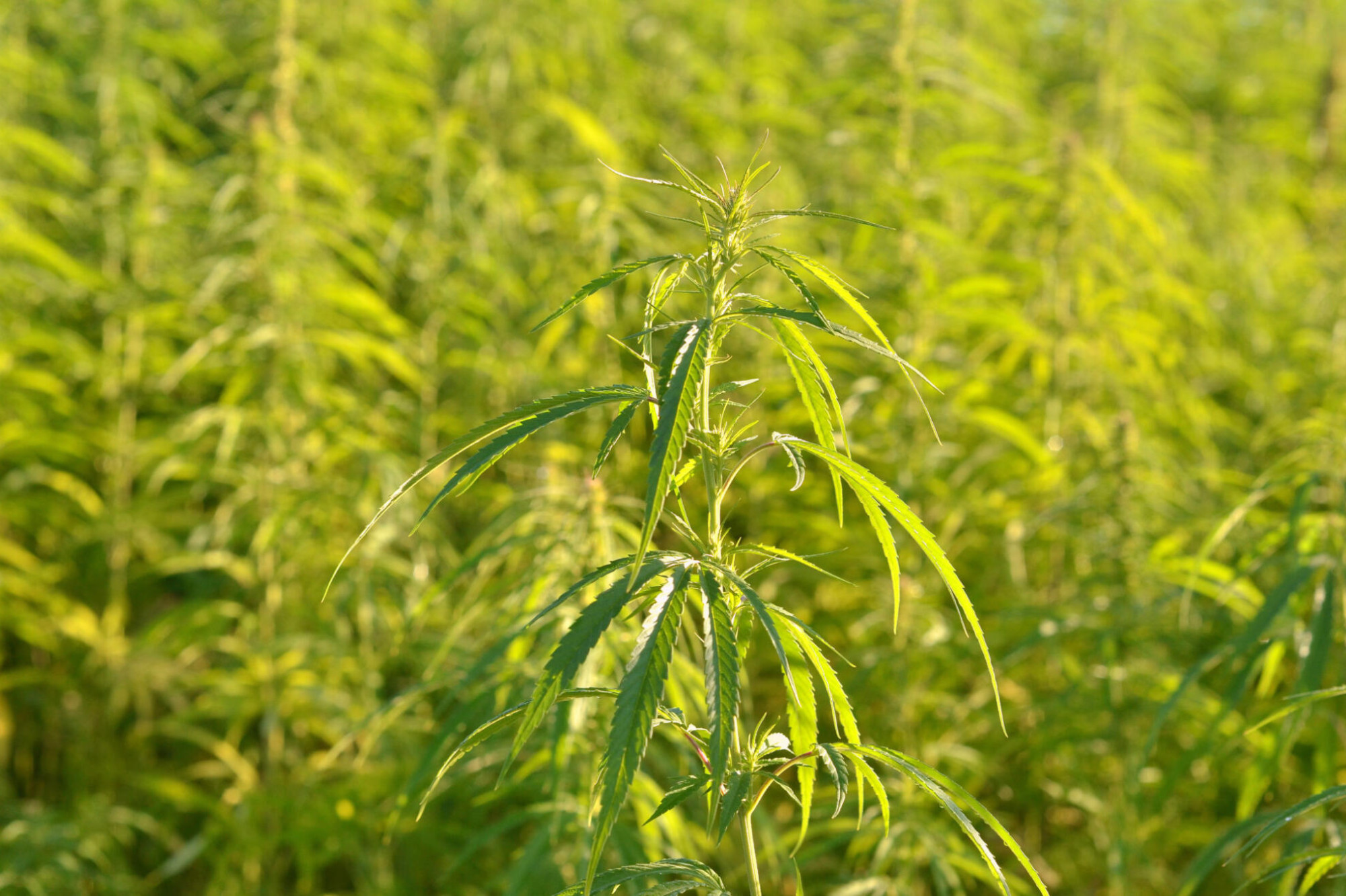 Hemp testing to start - feature photo