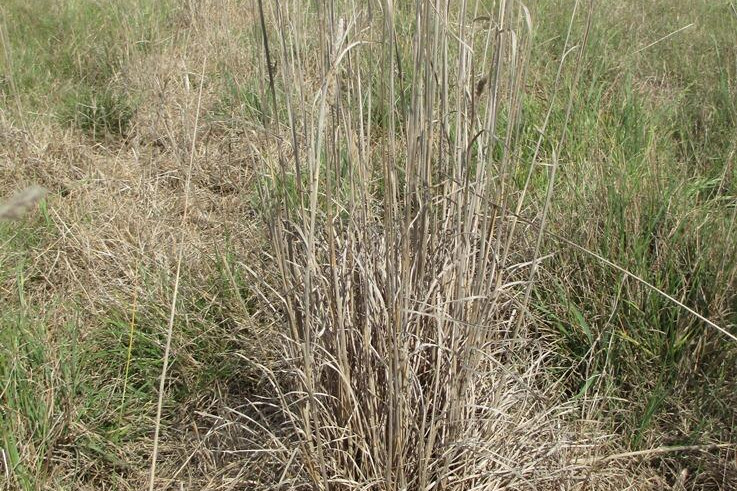 Shire weed fund cash rises $10,000 - feature photo