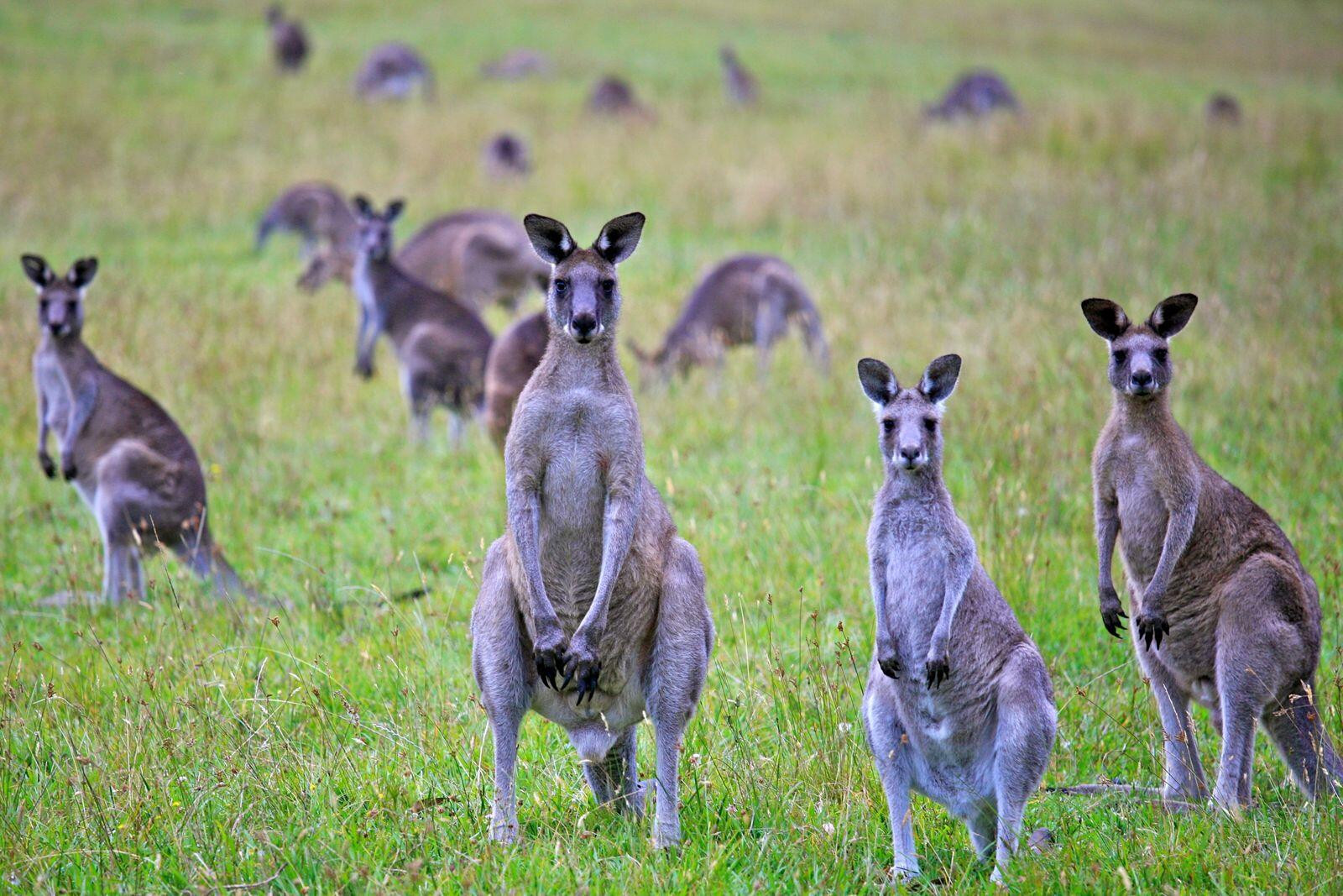 Driving a minefield: Broad’s roo push - feature photo