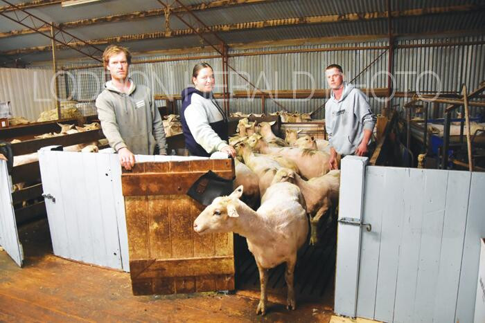 Speedier skills lift efficiency of shearing shed hands - feature photo