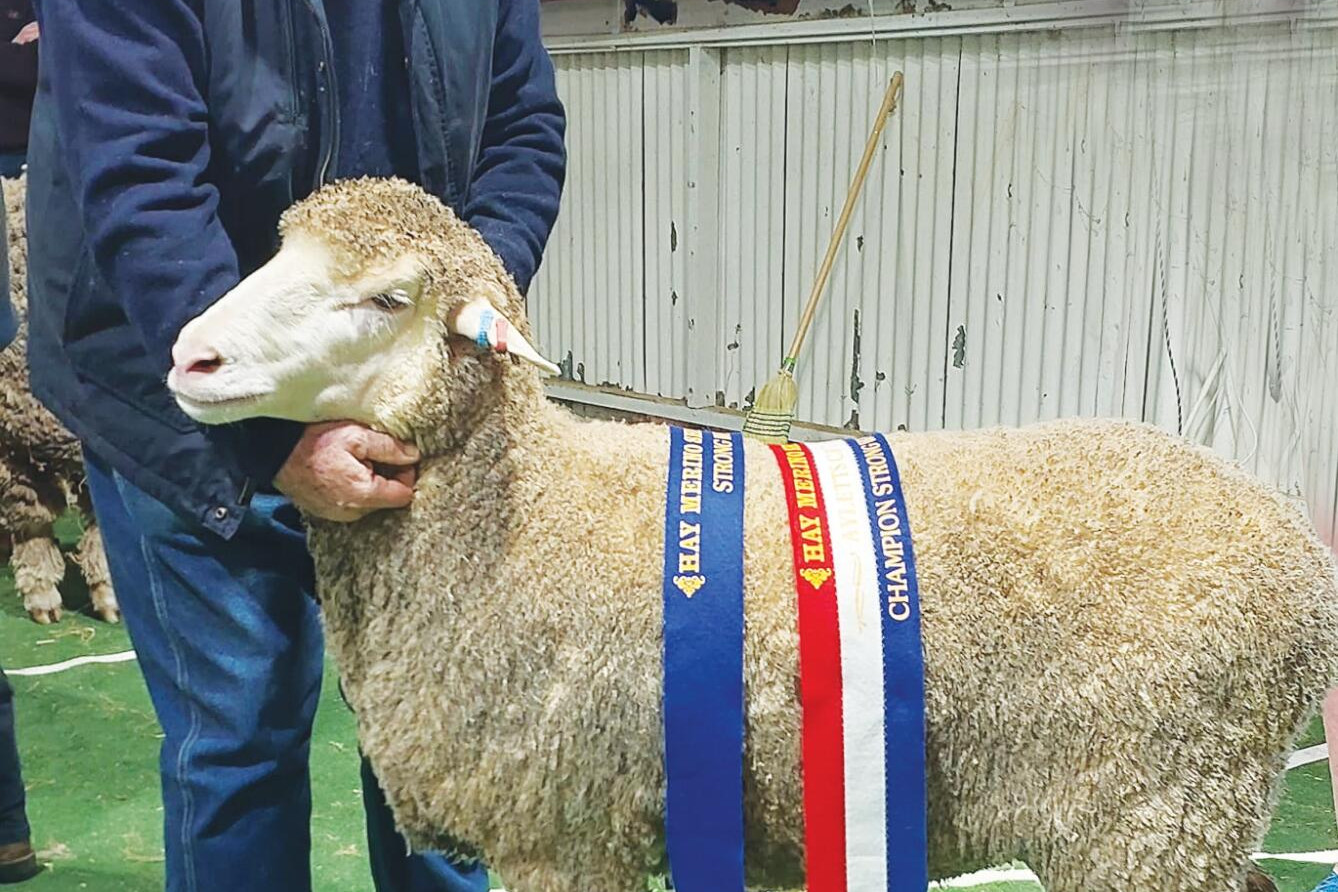 Strong season start for stud - feature photo