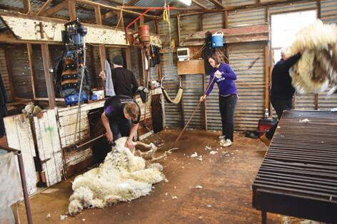 Shearing shed Kat - feature photo