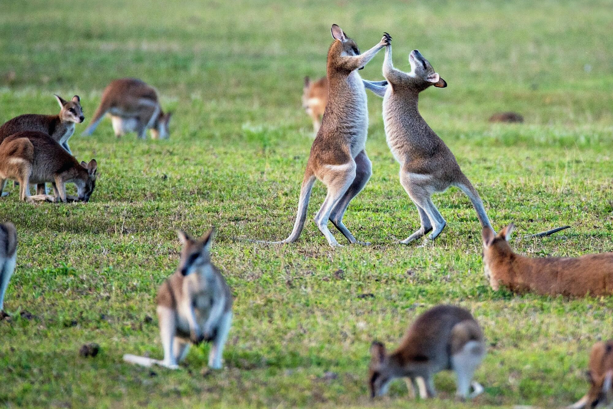 Roo permit on agenda - feature photo