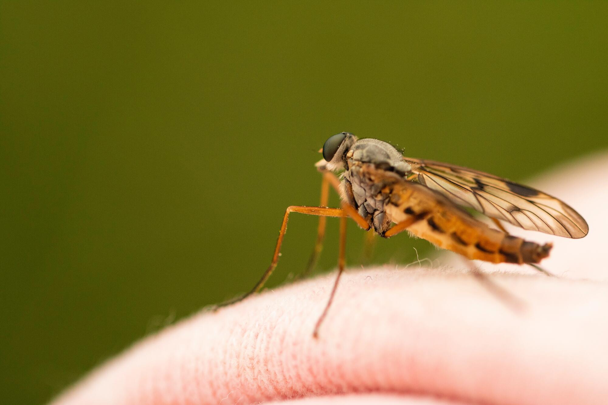 Mozzie blitz - feature photo