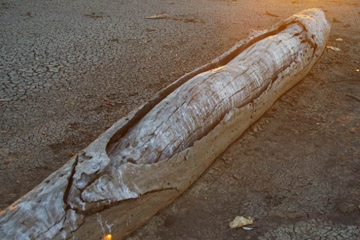 Scar tree film hopes - feature photo