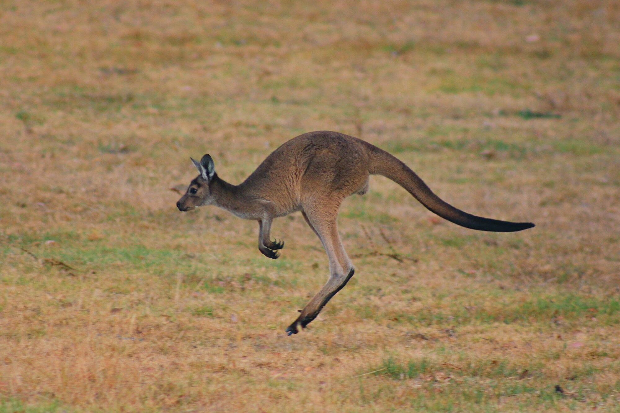 What next for roo site? - feature photo