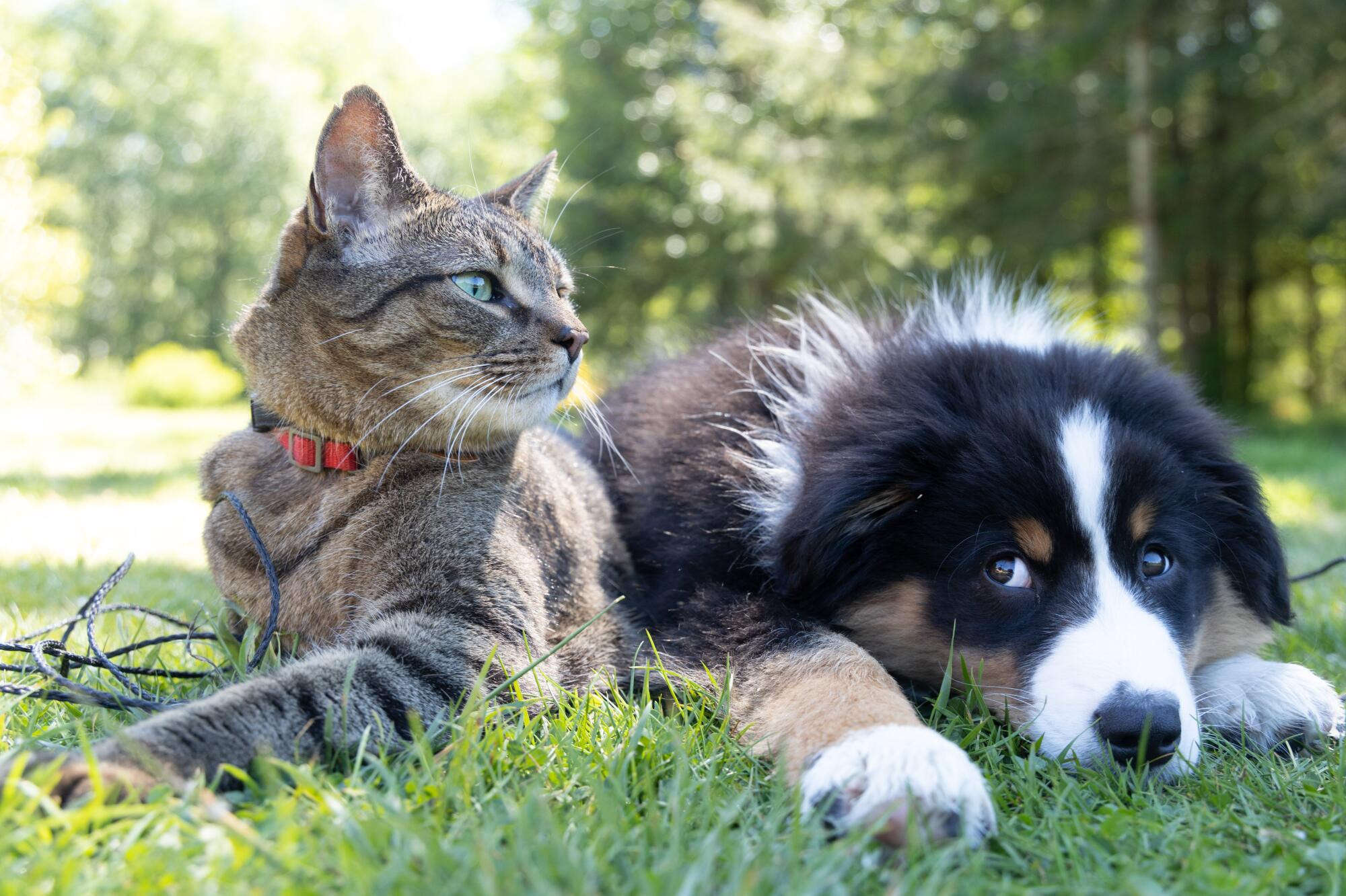 First pet census - feature photo