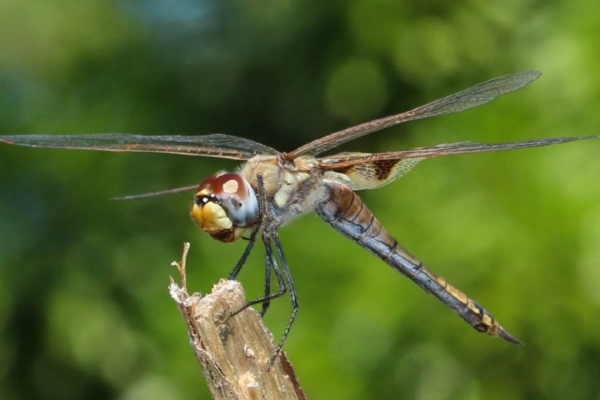 Mozzie munchers dragon tucker - feature photo
