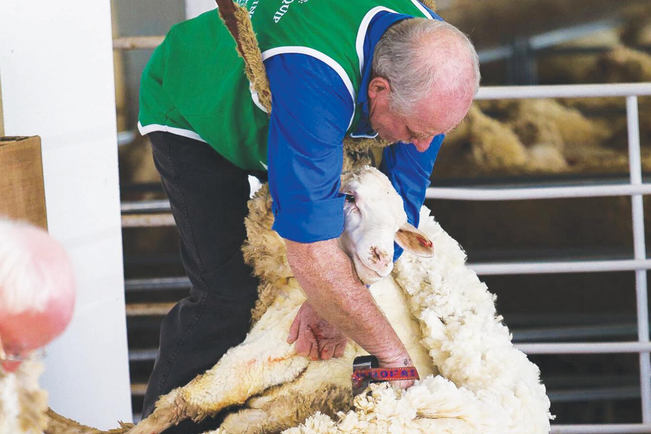 Shed skills go show shearing - feature photo