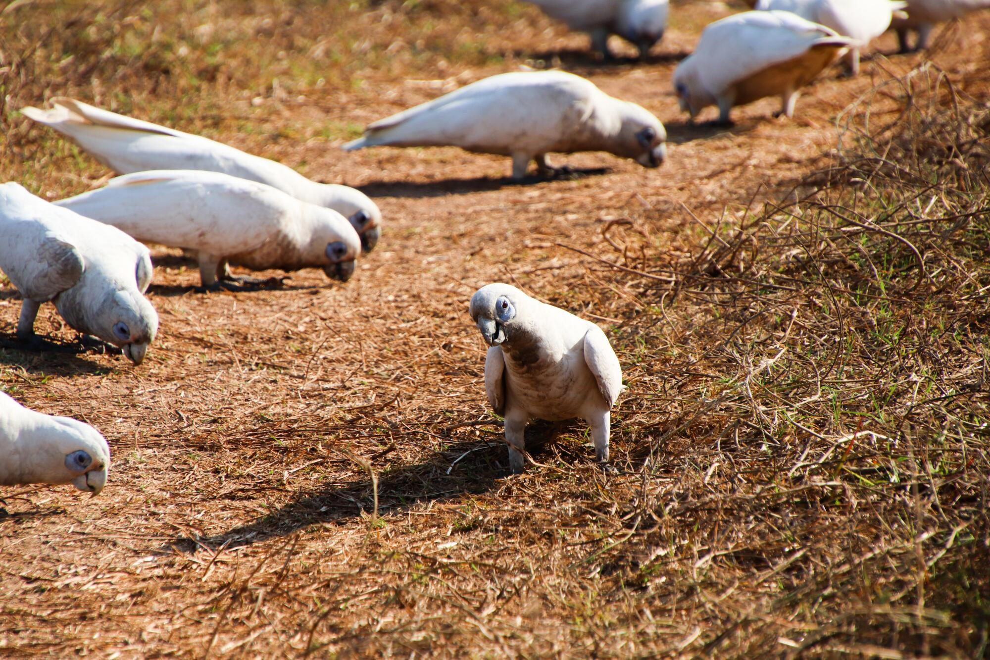 Bird call: new plan soon - feature photo