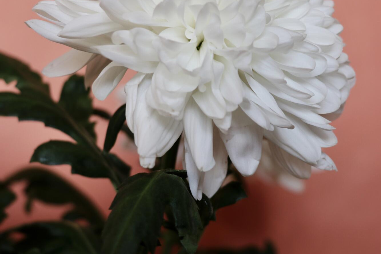 Tiny towns and flowers - feature photo