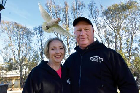 Bark crazy! Corella danger - feature photo