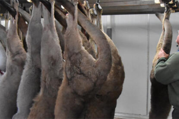 Roo row latest - feature photo