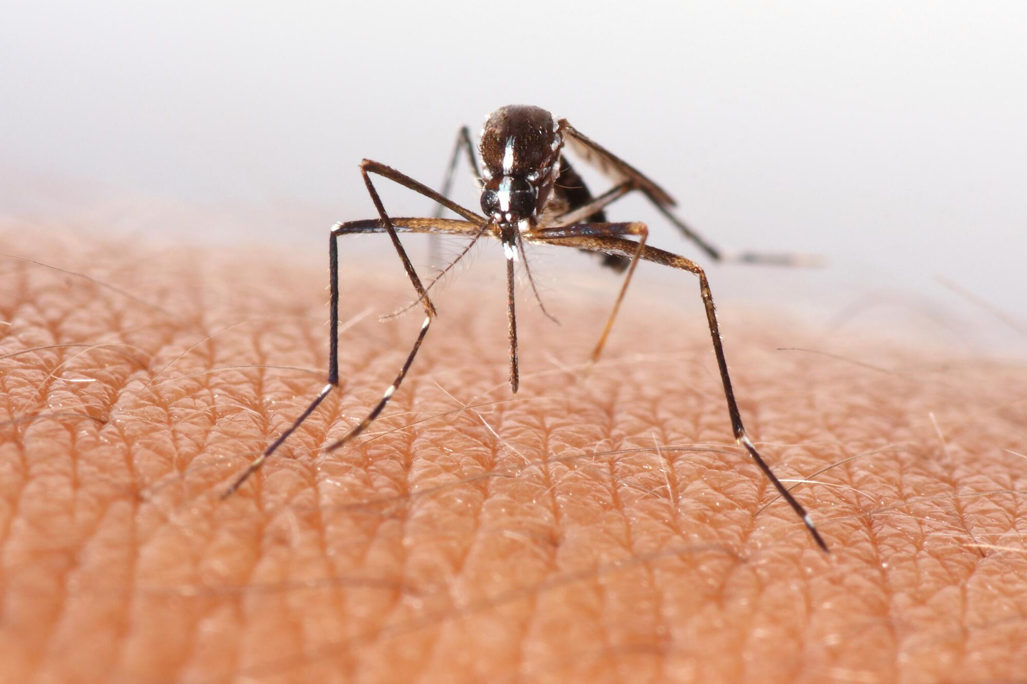 Mozzie repellent for events - feature photo