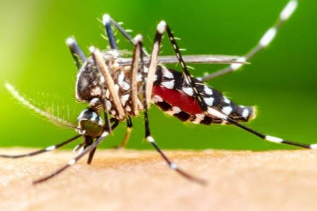 Encephalitis site confirmed - feature photo