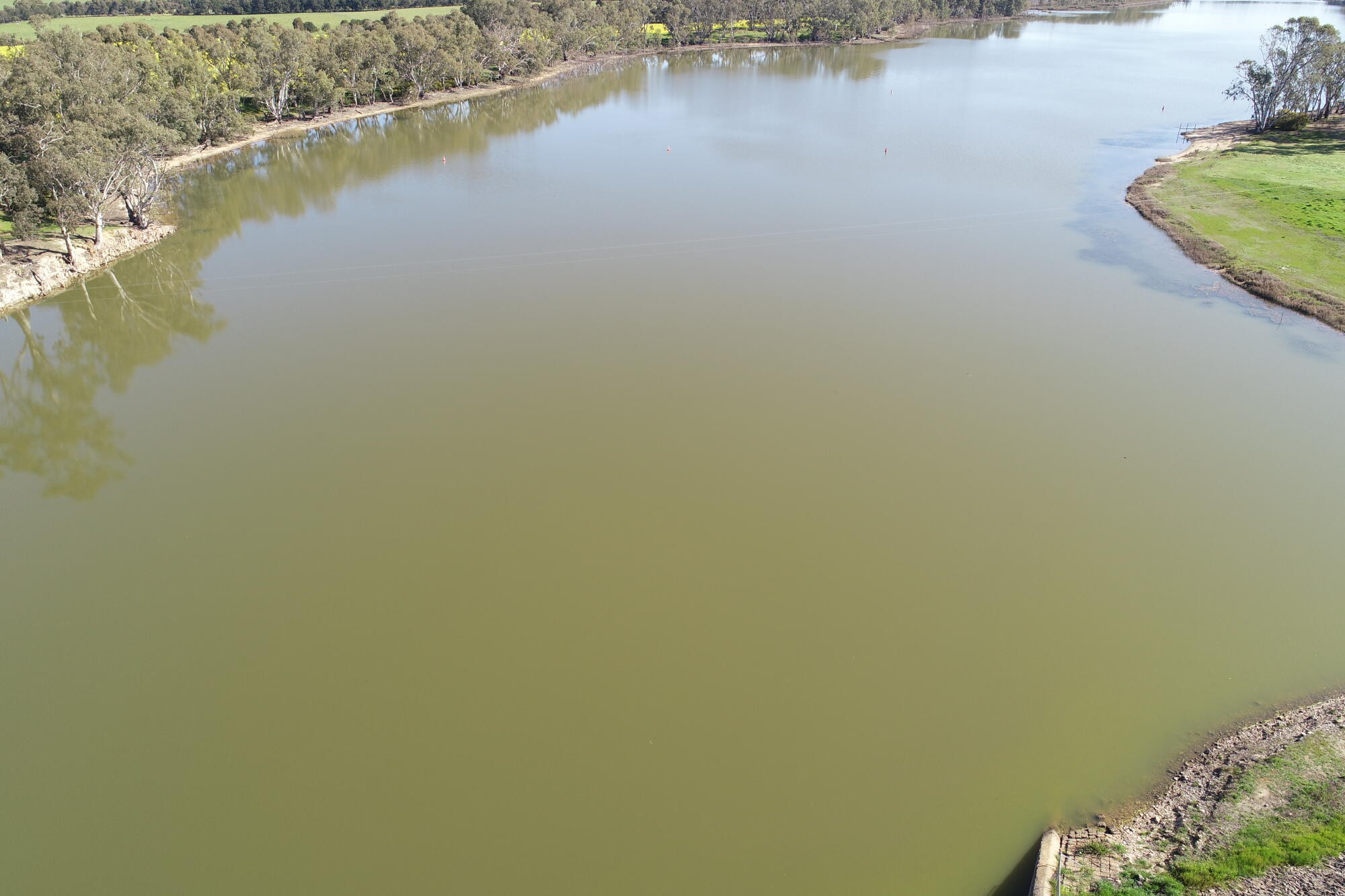 Algae back at Laanecoorie - feature photo