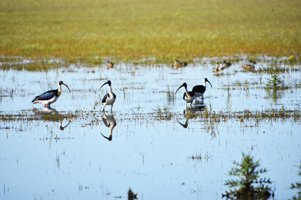 Birds of Borung - feature photo