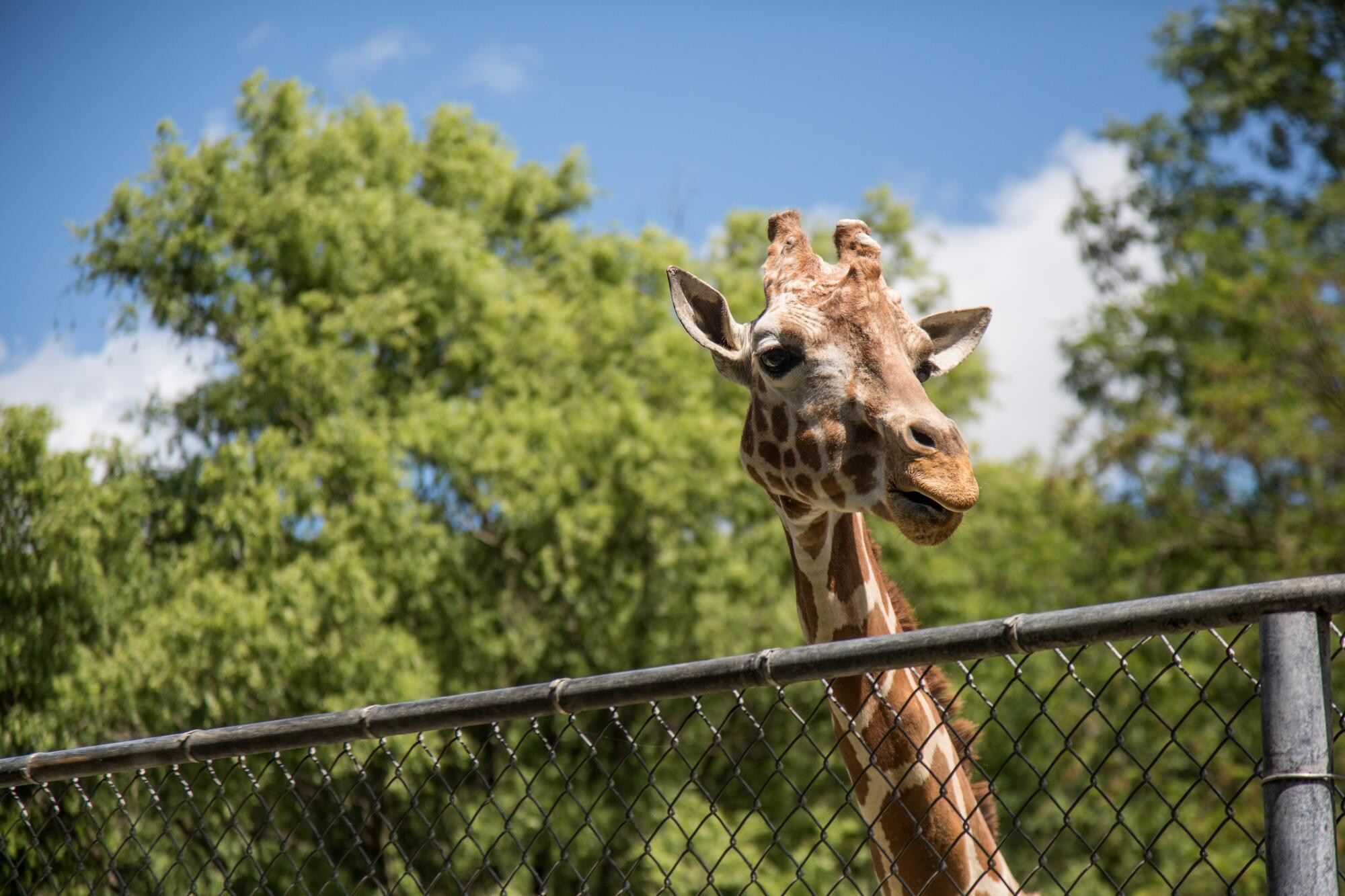 Zoos are free over holidays - feature photo
