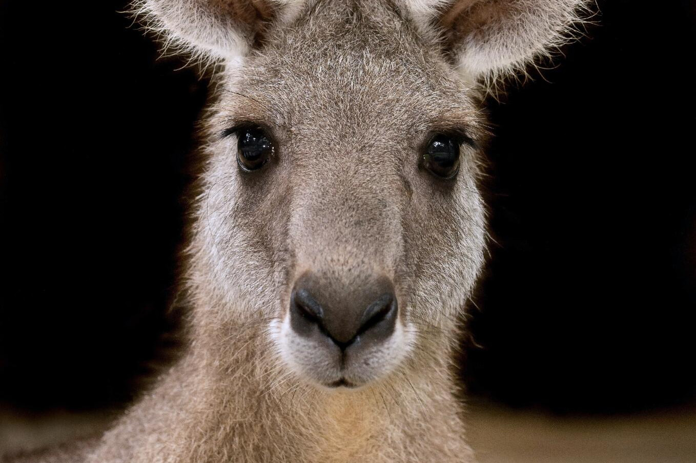 Roo hunt halted - feature photo