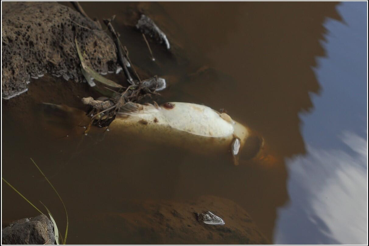 Fish under bridge - feature photo