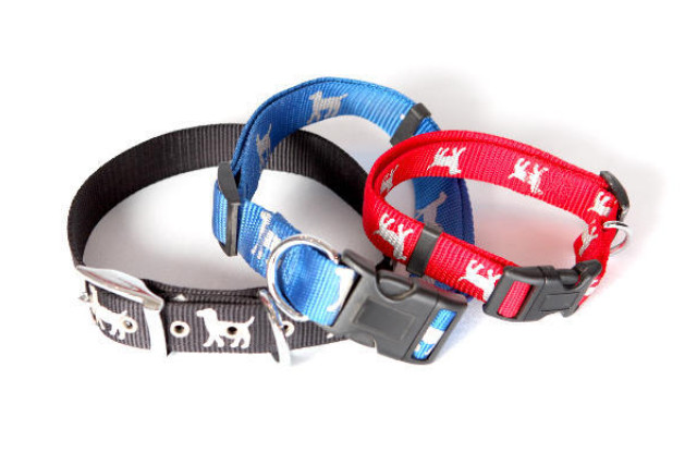 Avoid buying dodgy pets - feature photo