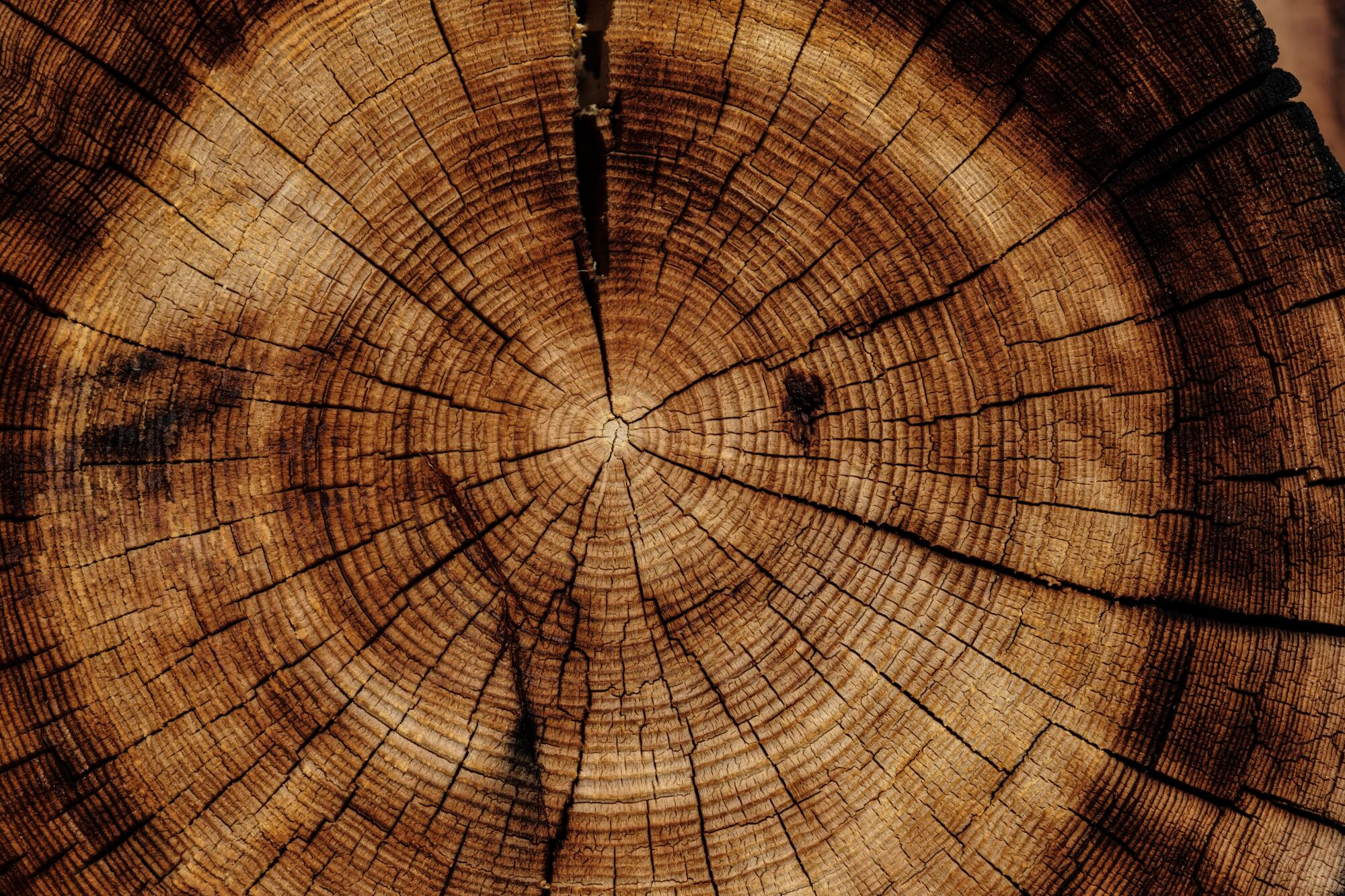 Wood gatherers chipped - feature photo