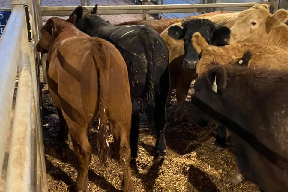 FMD taskforce established - feature photo