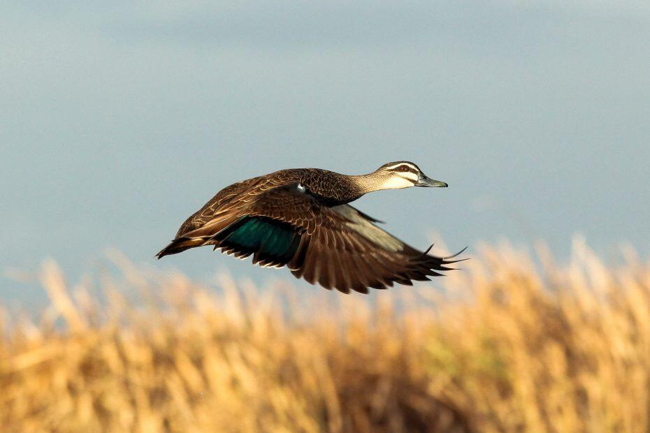 Lobby group pushes duck ban - feature photo