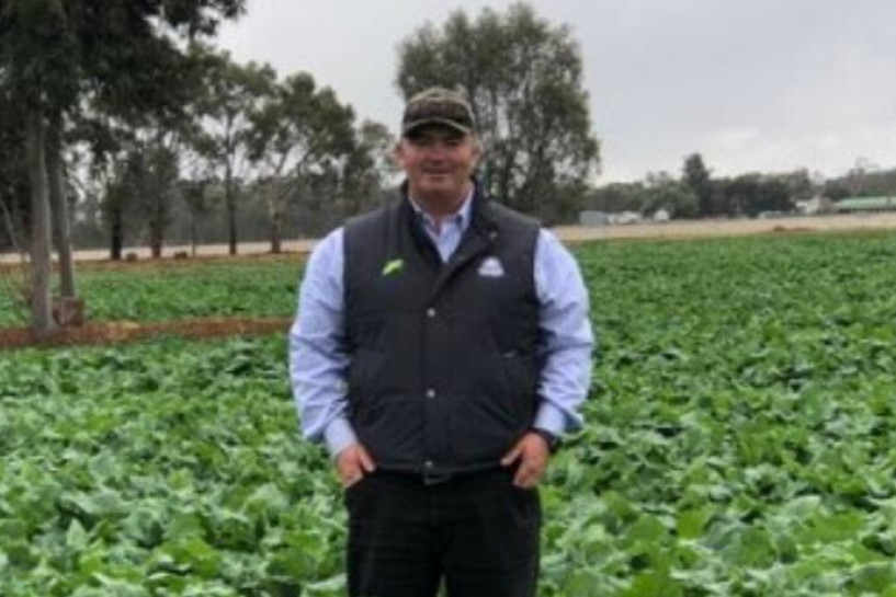 Canola grazing trials - feature photo
