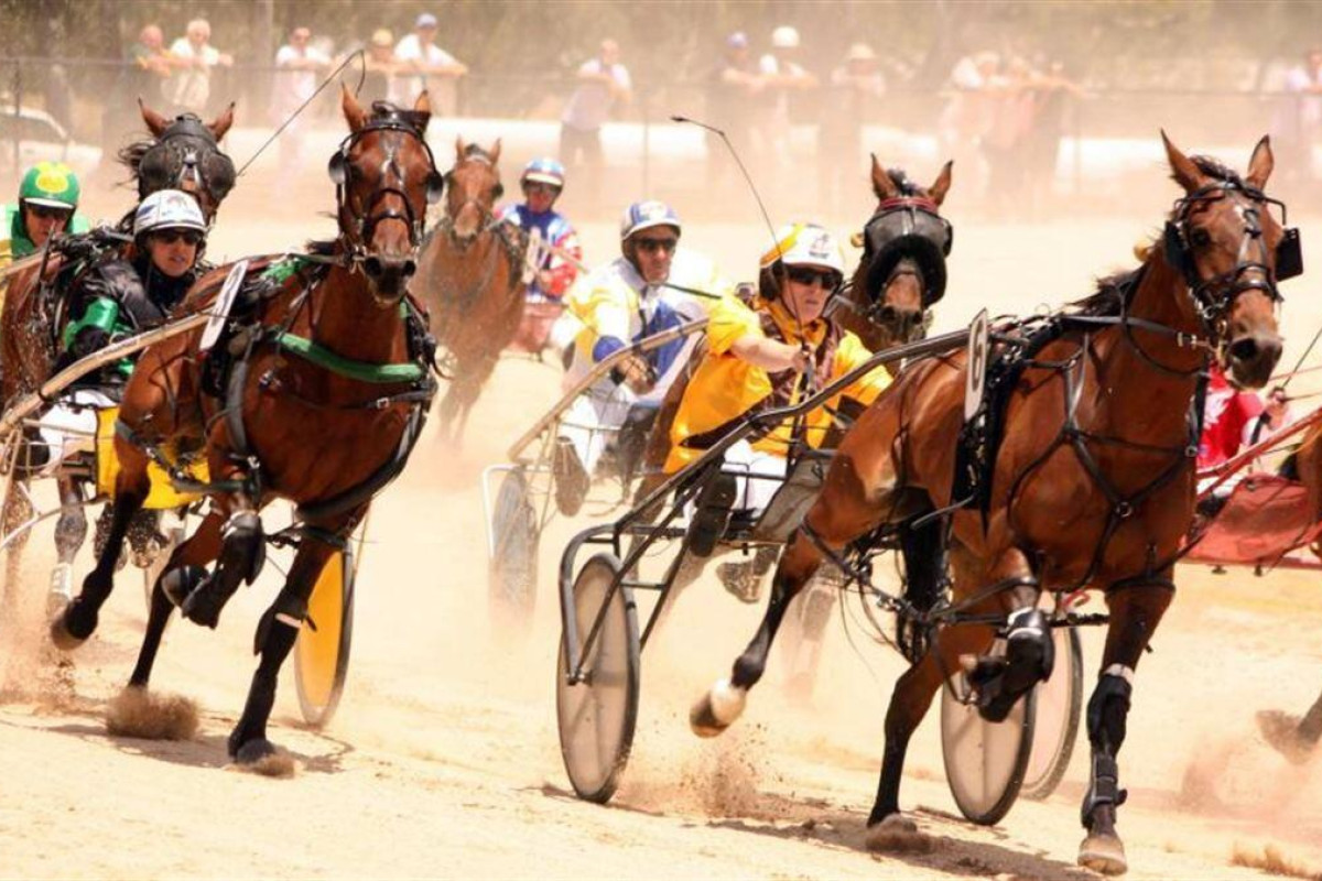 Harness meeting tomorrow - feature photo