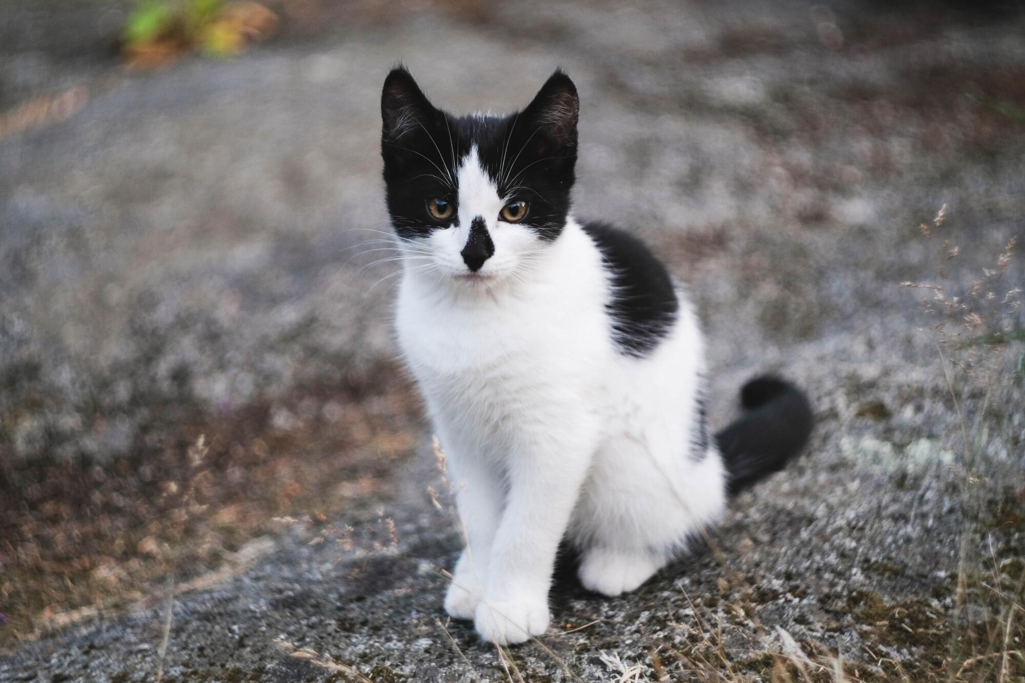 Cats find new homes - feature photo
