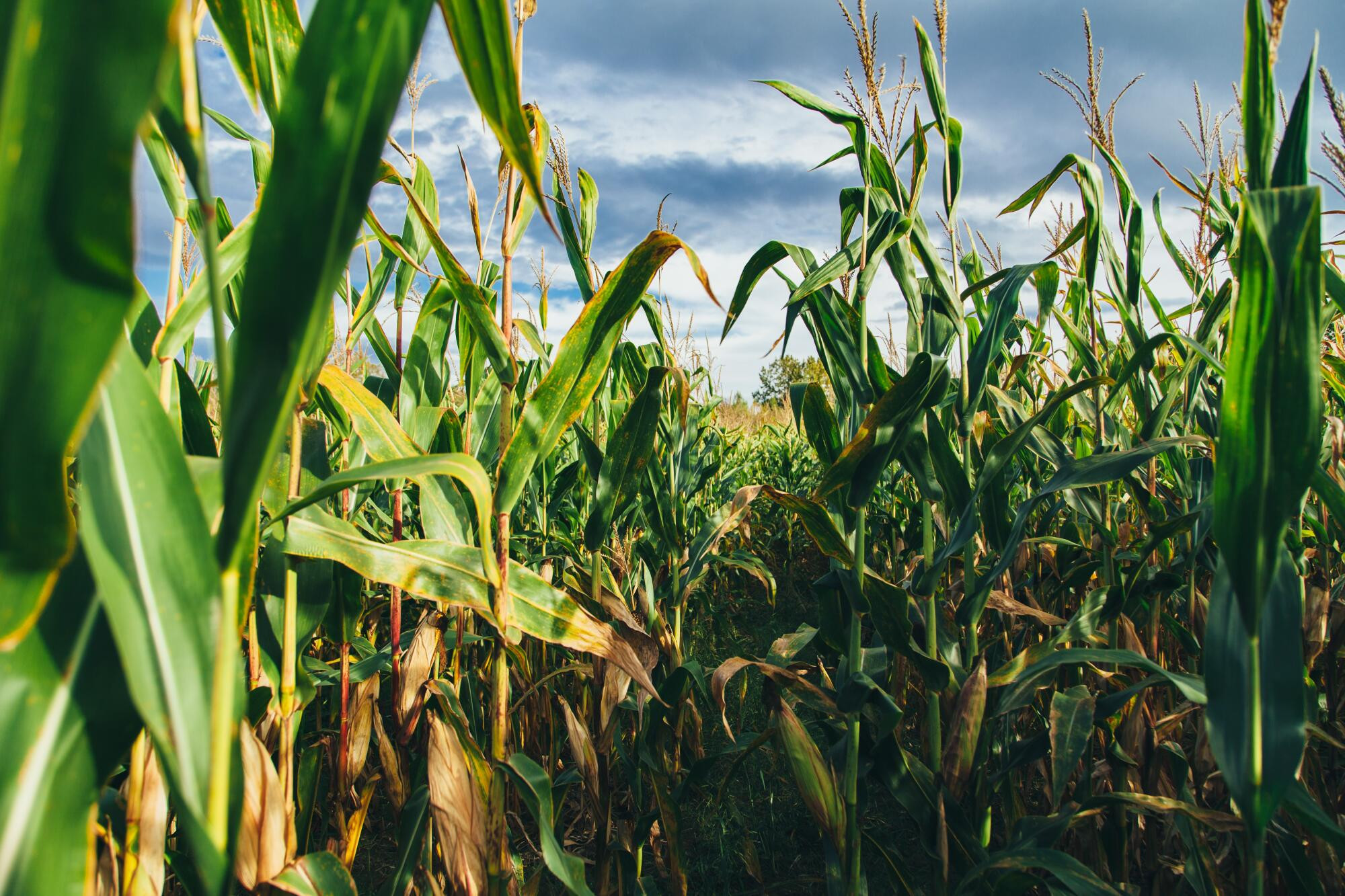 Local data in corn trials - feature photo