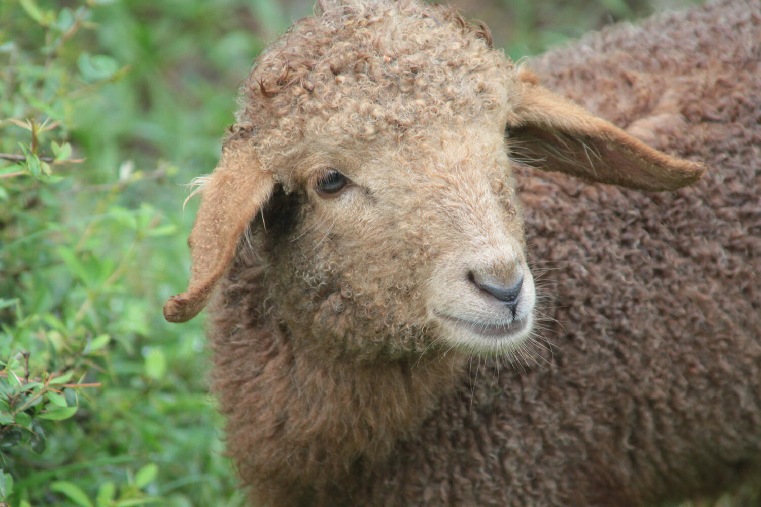 Latest sheep market prices - feature photo