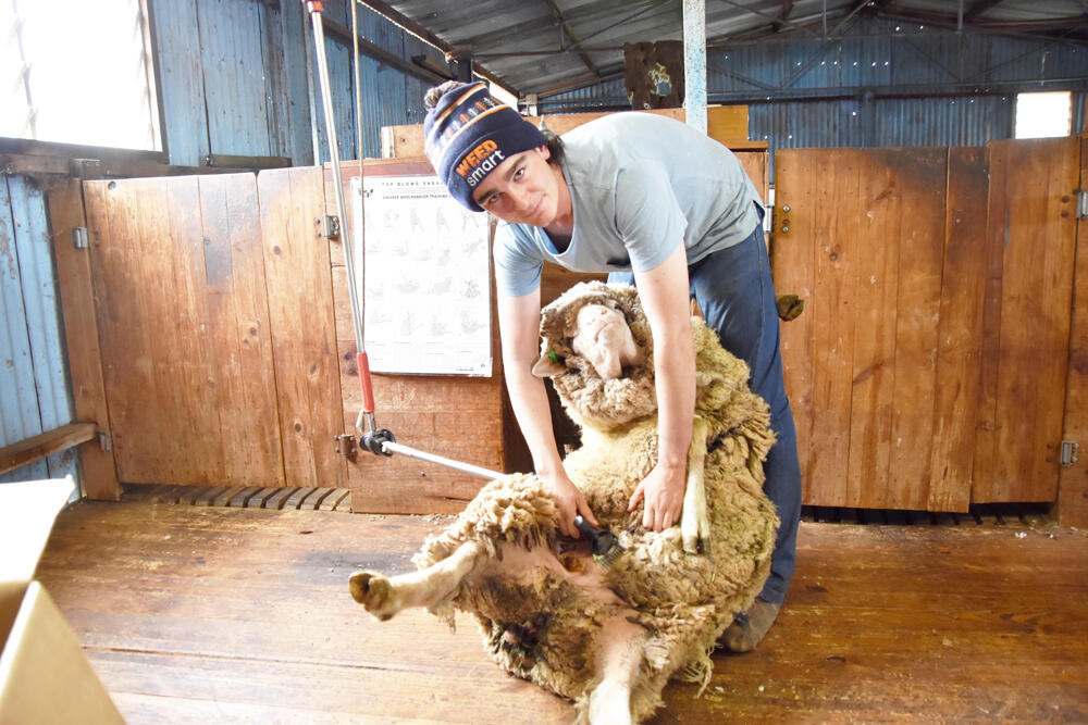Shearing clip and tips - feature photo