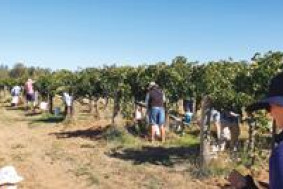 Vineyards set for corker - feature photo