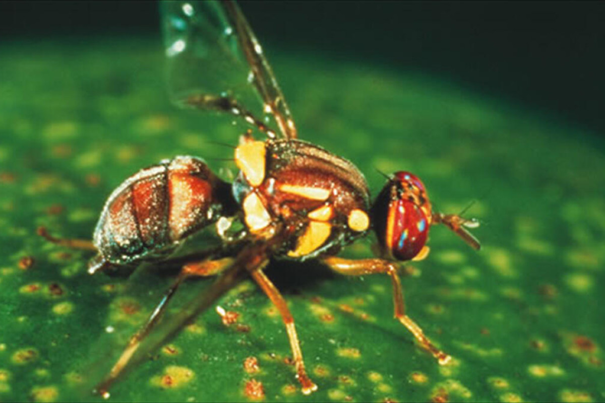 Cactus fruit fly link - feature photo