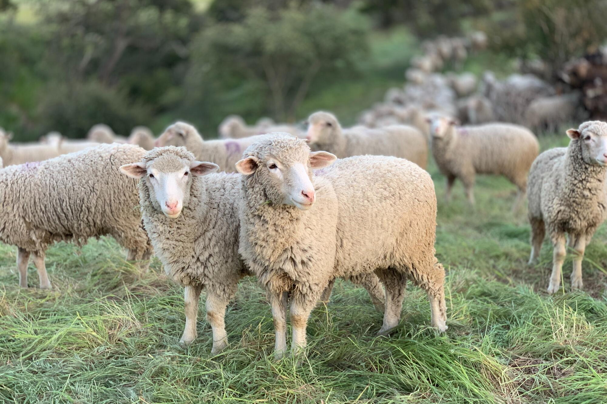 Sheep market report - feature photo