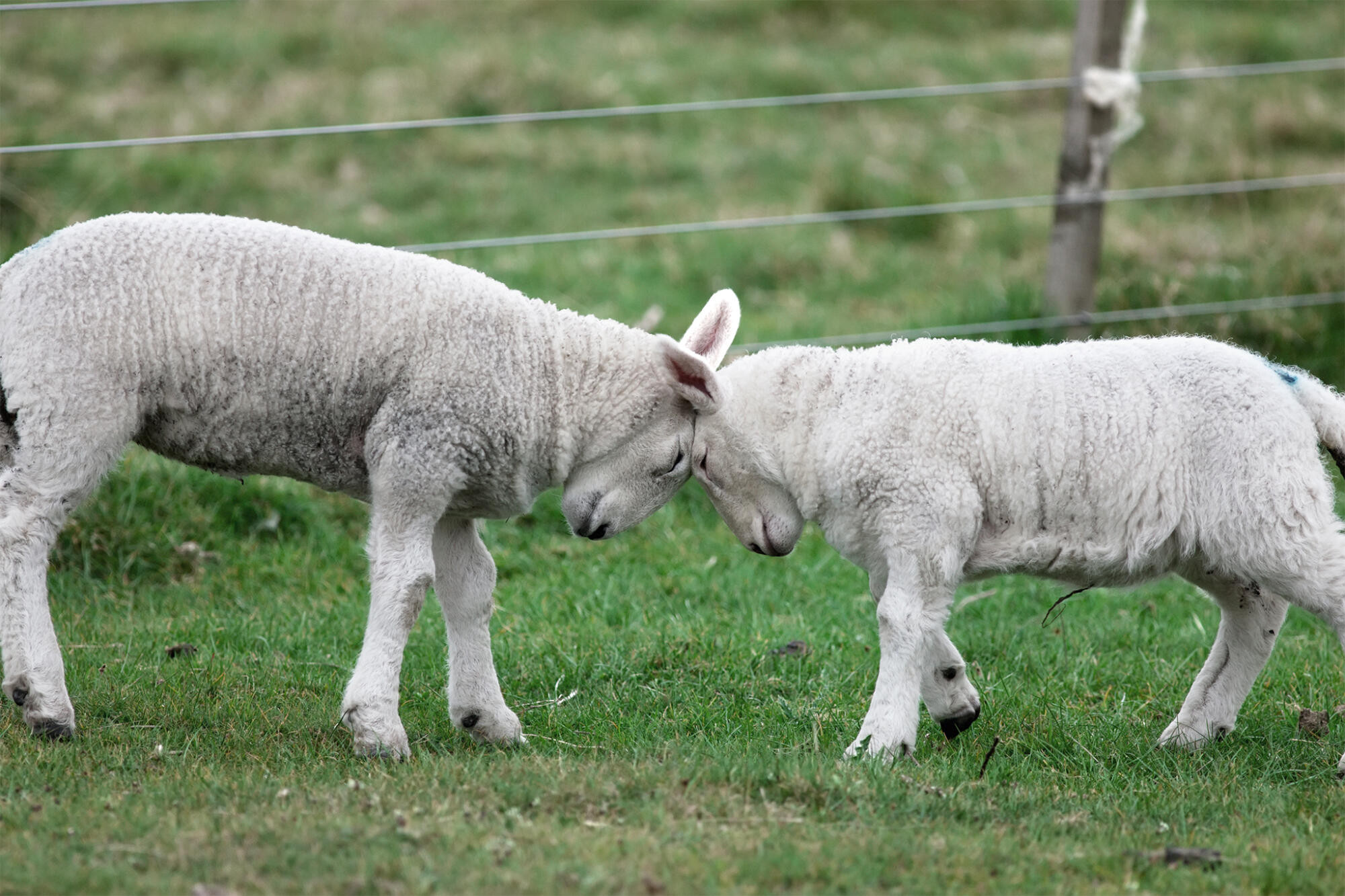 Sheep theft not new: grazier - feature photo