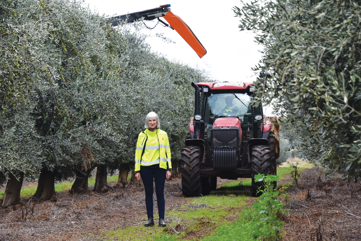 Olive harvest finishes - feature photo