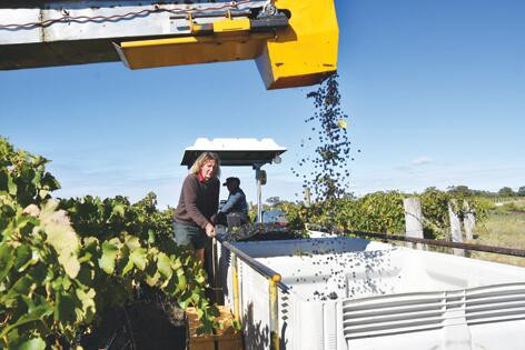 Peter's late picking - feature photo