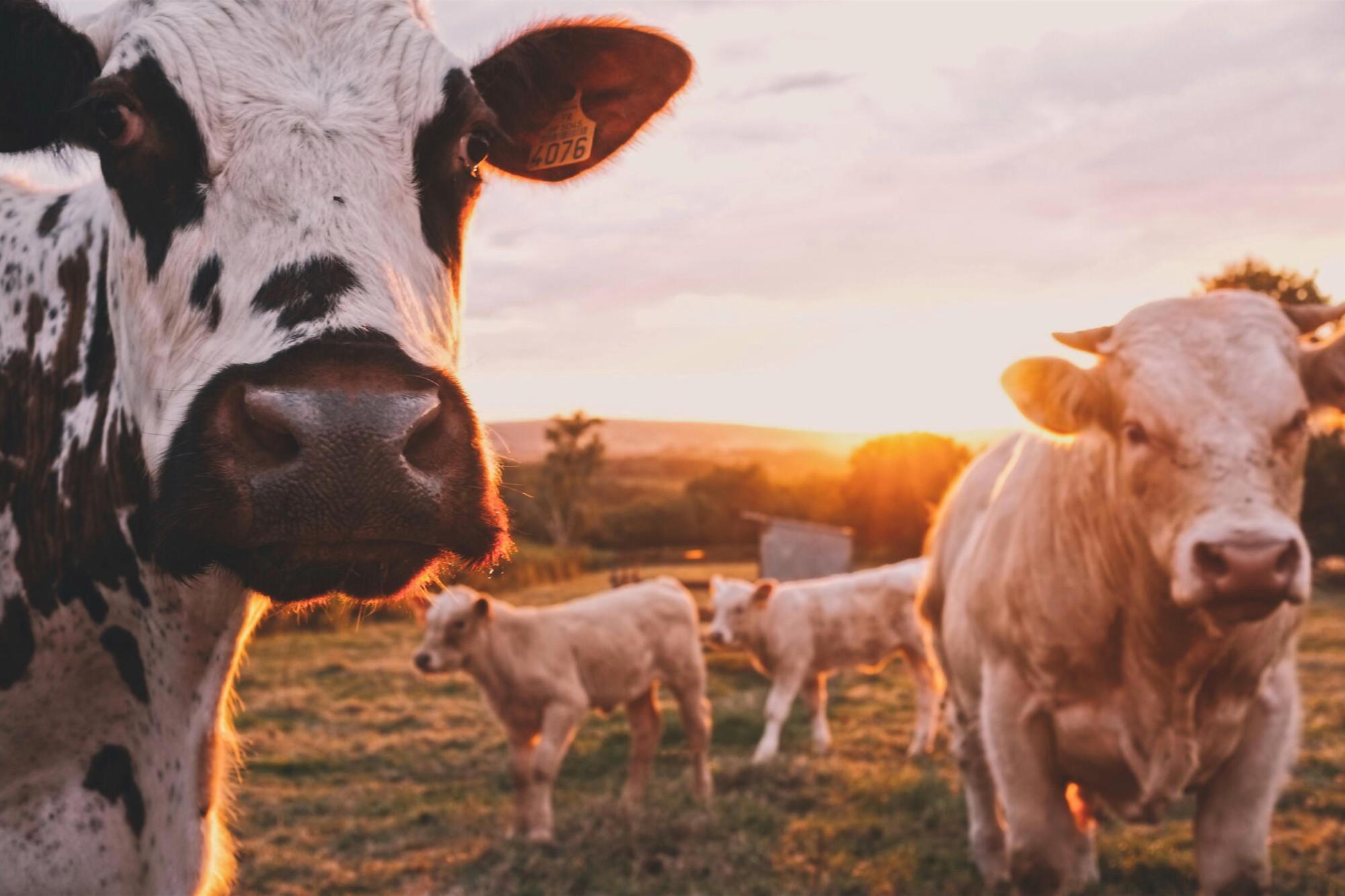 Young farmer network - feature photo