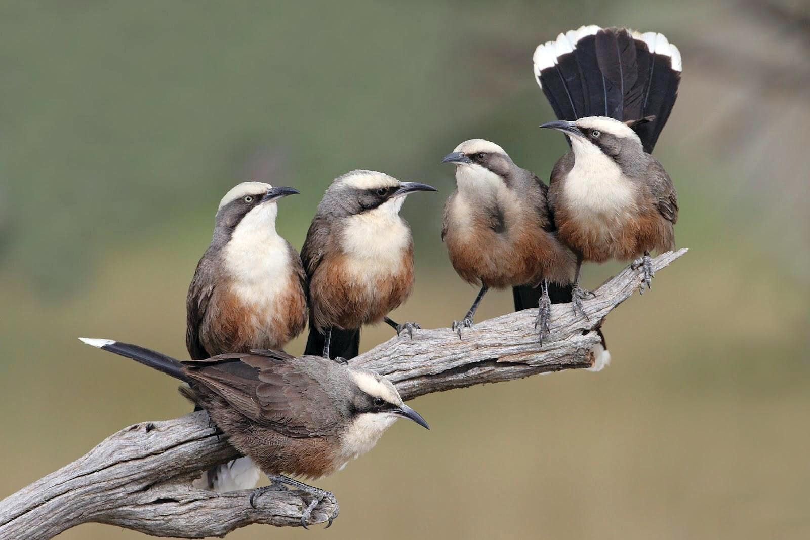 Babbler connections - feature photo