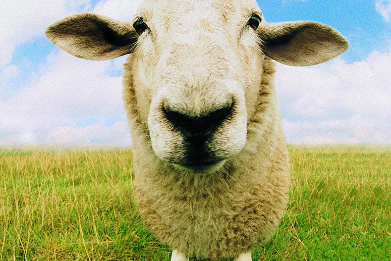 Weekly sheep market - feature photo