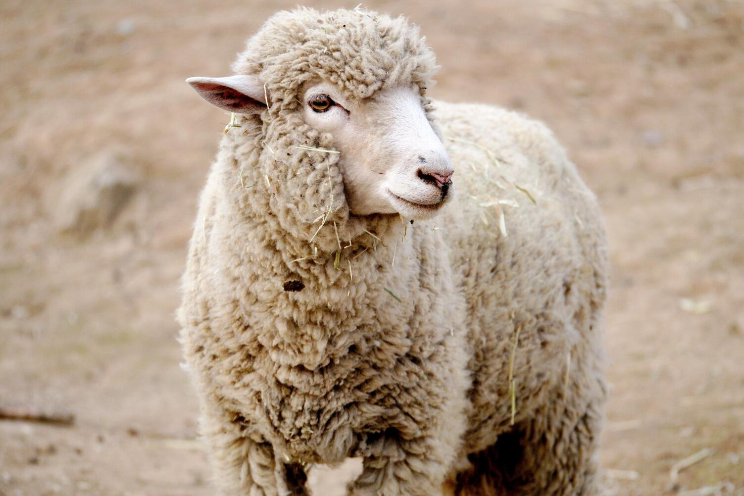 Sheep market latest - feature photo